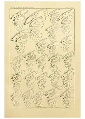 Reproducción/Reproduction 8253375432: The butterflies of the eastern United States and Canada :. Cambridge :The author,1889.