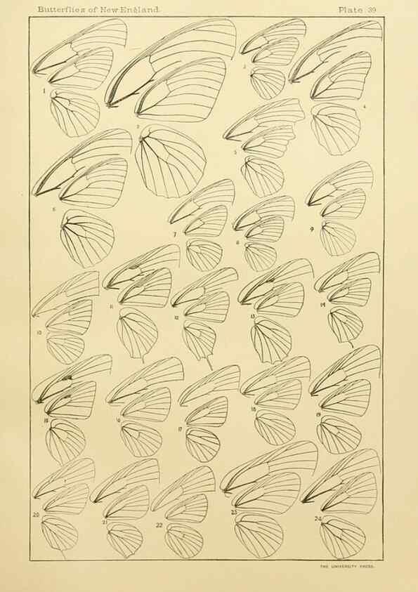 Reproducción/Reproduction 8253375432: The butterflies of the eastern United States and Canada :. Cambridge :The author,1889.