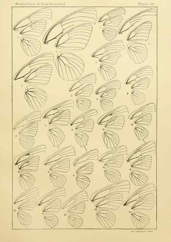 Reproducción/Reproduction 8253375432: The butterflies of the eastern United States and Canada :. Cambridge :The author,1889.
