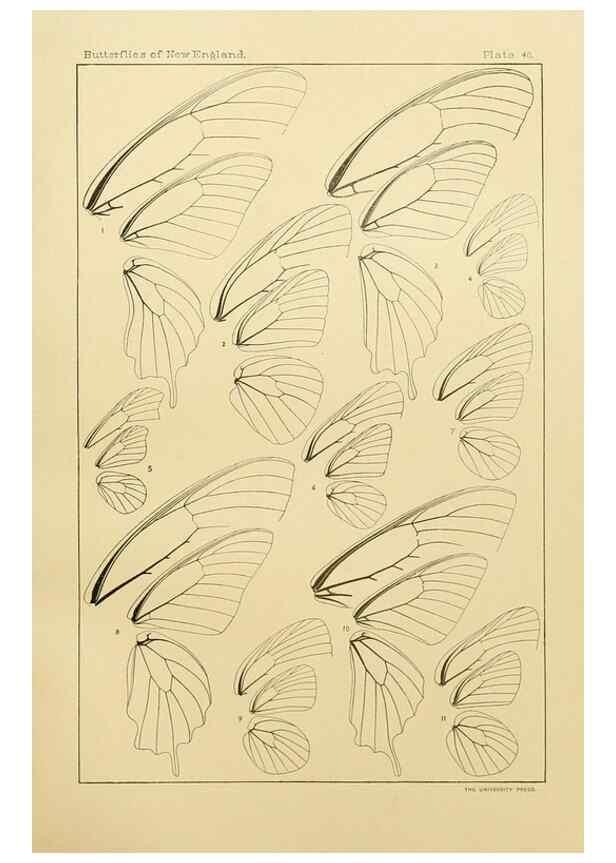 Reproducción/Reproduction 8252305279: The butterflies of the eastern United States and Canada :. Cambridge :The author,1889.