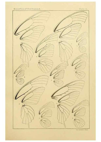 Reproducción/Reproduction 8252305279: The butterflies of the eastern United States and Canada :. Cambridge :The author,1889.