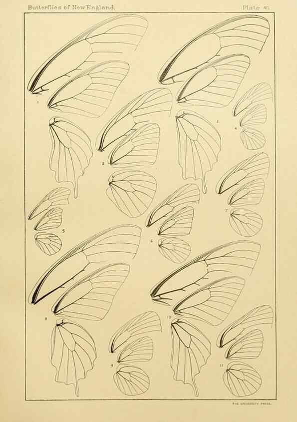 Reproducción/Reproduction 8252305279: The butterflies of the eastern United States and Canada :. Cambridge :The author,1889.
