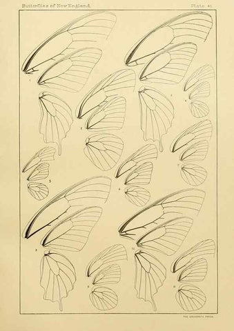 Reproducción/Reproduction 8252305279: The butterflies of the eastern United States and Canada :. Cambridge :The author,1889.