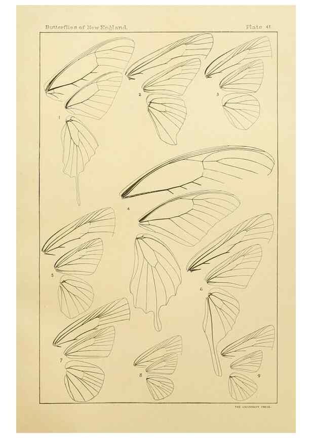 Reproducción/Reproduction 8252305703: The butterflies of the eastern United States and Canada :. Cambridge :The author,1889.