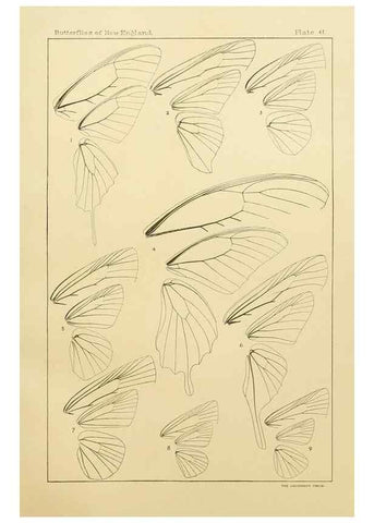 Reproducción/Reproduction 8252305703: The butterflies of the eastern United States and Canada :. Cambridge :The author,1889.