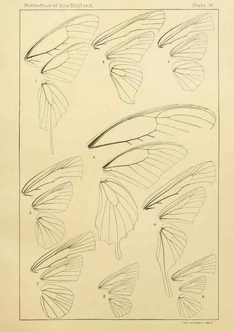 Reproducción/Reproduction 8252305703: The butterflies of the eastern United States and Canada :. Cambridge :The author,1889.