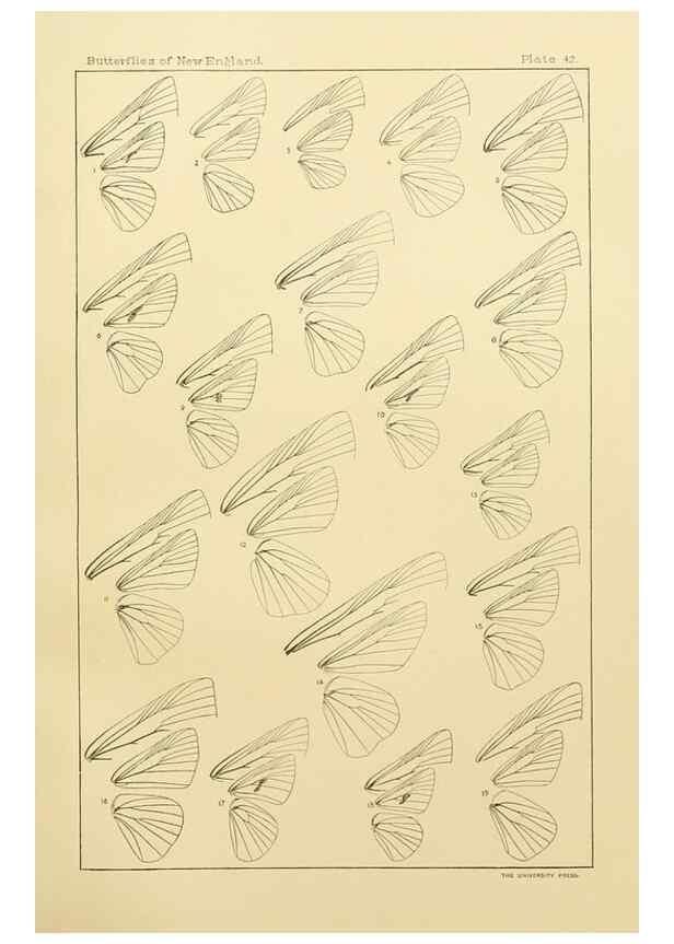 Reproducción/Reproduction 8252306063: The butterflies of the eastern United States and Canada :. Cambridge :The author,1889.