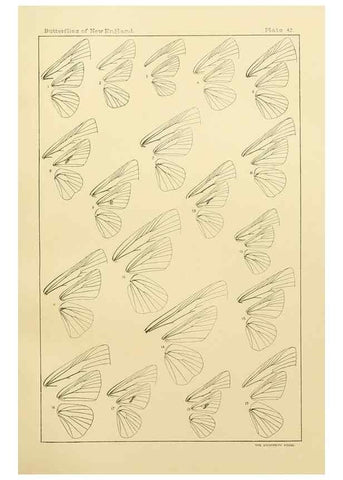 Reproducción/Reproduction 8252306063: The butterflies of the eastern United States and Canada :. Cambridge :The author,1889.