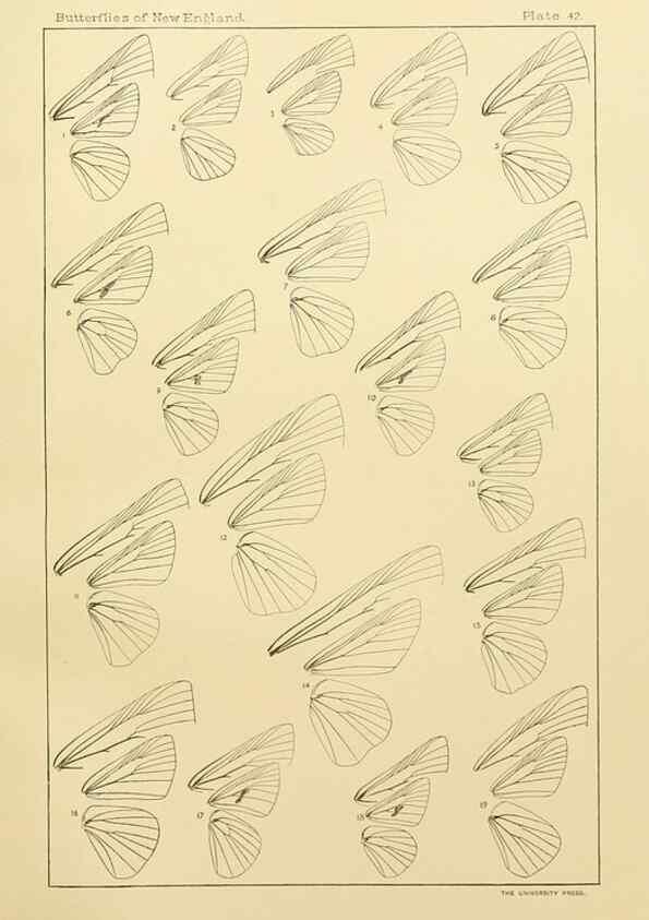 Reproducción/Reproduction 8252306063: The butterflies of the eastern United States and Canada :. Cambridge :The author,1889.