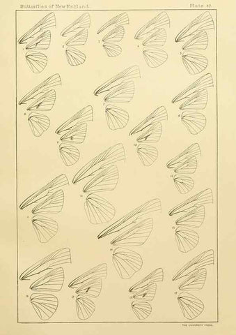 Reproducción/Reproduction 8252306063: The butterflies of the eastern United States and Canada :. Cambridge :The author,1889.