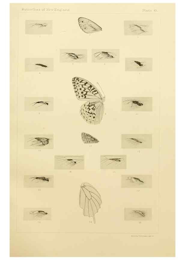 Reproducción/Reproduction 8253377080: The butterflies of the eastern United States and Canada :. Cambridge :The author,1889.