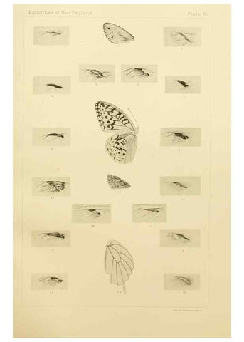 Reproducción/Reproduction 8253377080: The butterflies of the eastern United States and Canada :. Cambridge :The author,1889.
