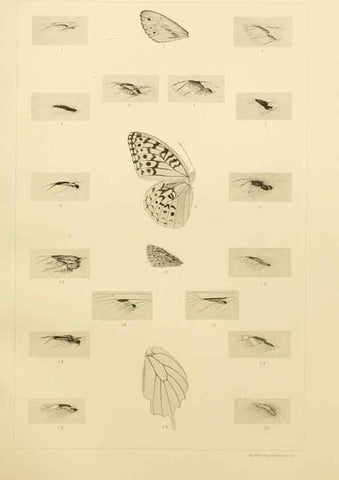 Reproducción/Reproduction 8253377080: The butterflies of the eastern United States and Canada :. Cambridge :The author,1889.