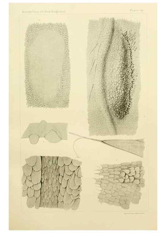 Reproducción/Reproduction 8252306873: The butterflies of the eastern United States and Canada :. Cambridge :The author,1889.
