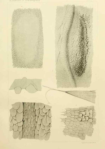 Reproducción/Reproduction 8252306873: The butterflies of the eastern United States and Canada :. Cambridge :The author,1889.