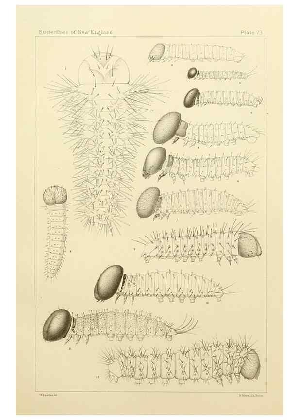 Reproducción/Reproduction 8252319115: The butterflies of the eastern United States and Canada :. Cambridge :The author,1889.