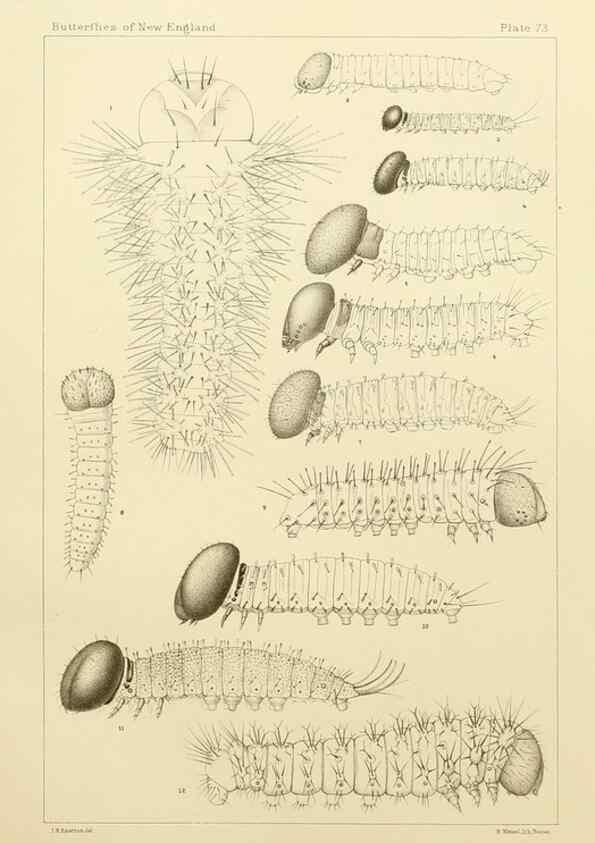 Reproducción/Reproduction 8252319115: The butterflies of the eastern United States and Canada :. Cambridge :The author,1889.