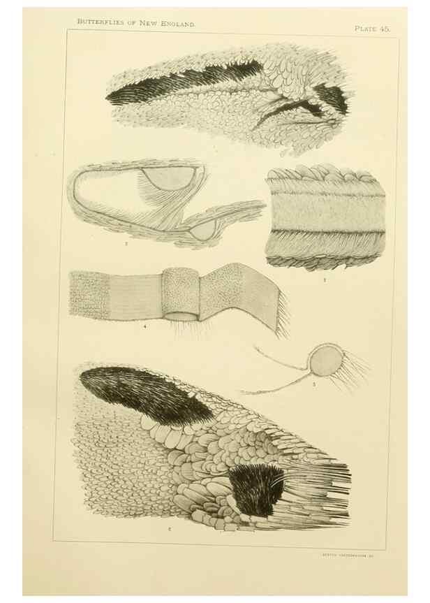 Reproducción/Reproduction 8253377922: The butterflies of the eastern United States and Canada :. Cambridge :The author,1889.