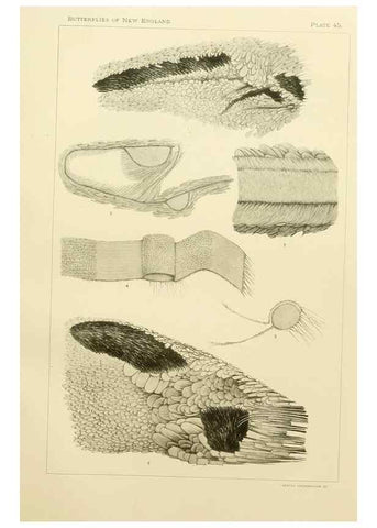 Reproducción/Reproduction 8253377922: The butterflies of the eastern United States and Canada :. Cambridge :The author,1889.