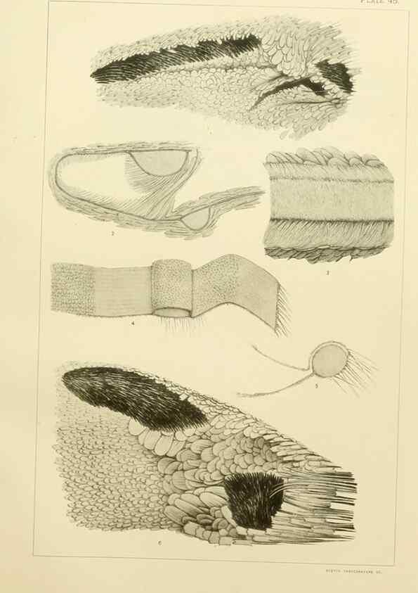 Reproducción/Reproduction 8253377922: The butterflies of the eastern United States and Canada :. Cambridge :The author,1889.