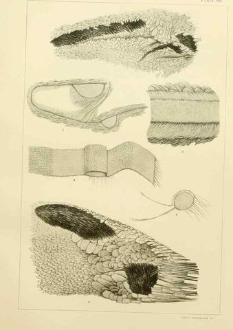 Reproducción/Reproduction 8253377922: The butterflies of the eastern United States and Canada :. Cambridge :The author,1889.