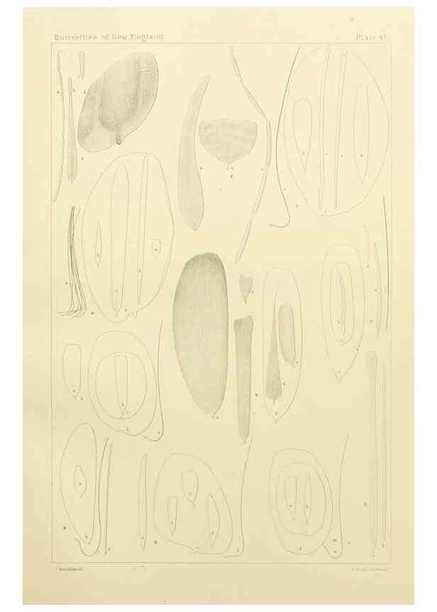 Reproducción/Reproduction 8252308023: The butterflies of the eastern United States and Canada :. Cambridge :The author,1889.