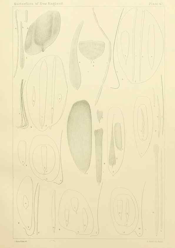 Reproducción/Reproduction 8252308023: The butterflies of the eastern United States and Canada :. Cambridge :The author,1889.