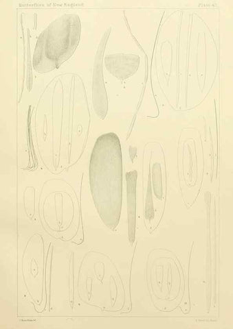 Reproducción/Reproduction 8252308023: The butterflies of the eastern United States and Canada :. Cambridge :The author,1889.