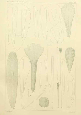 Reproducción/Reproduction 8253379820: The butterflies of the eastern United States and Canada :. Cambridge :The author,1889.