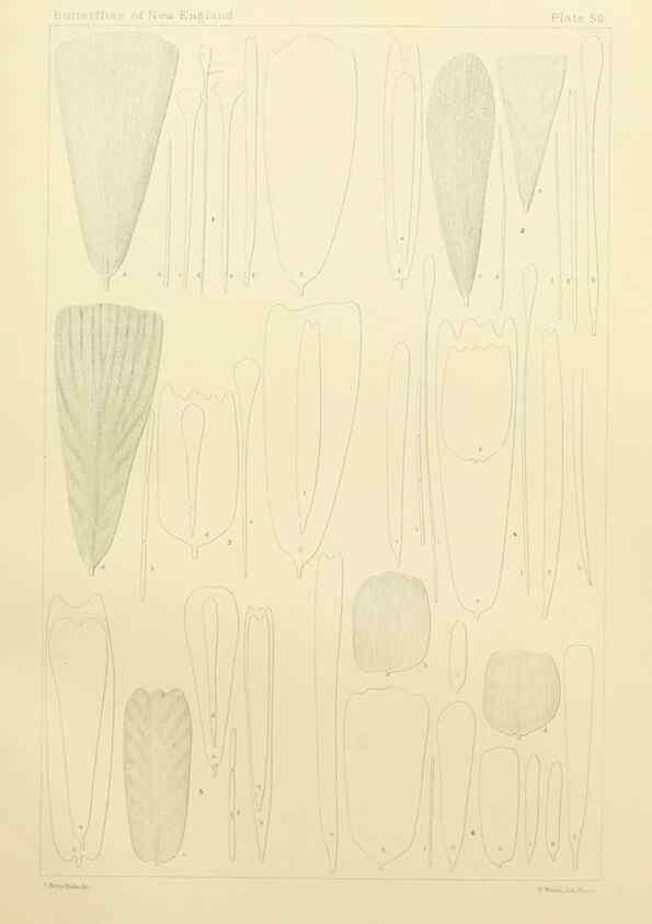 Reproducción/Reproduction 8253380112: The butterflies of the eastern United States and Canada :. Cambridge :The author,1889.