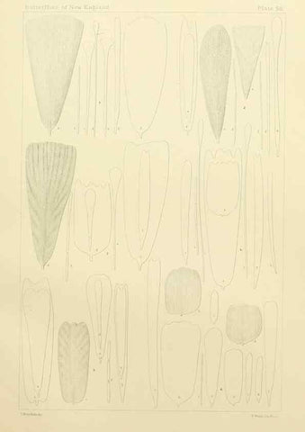 Reproducción/Reproduction 8253380112: The butterflies of the eastern United States and Canada :. Cambridge :The author,1889.