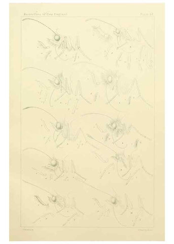 Reproducción/Reproduction 8253380648: The butterflies of the eastern United States and Canada :. Cambridge :The author,1889.