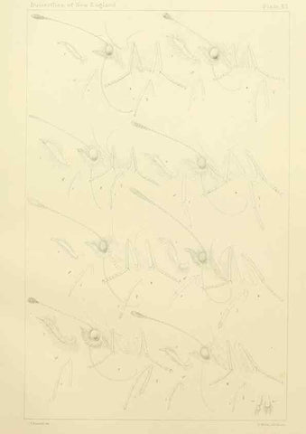Reproducción/Reproduction 8252310115: The butterflies of the eastern United States and Canada :. Cambridge :The author,1889.