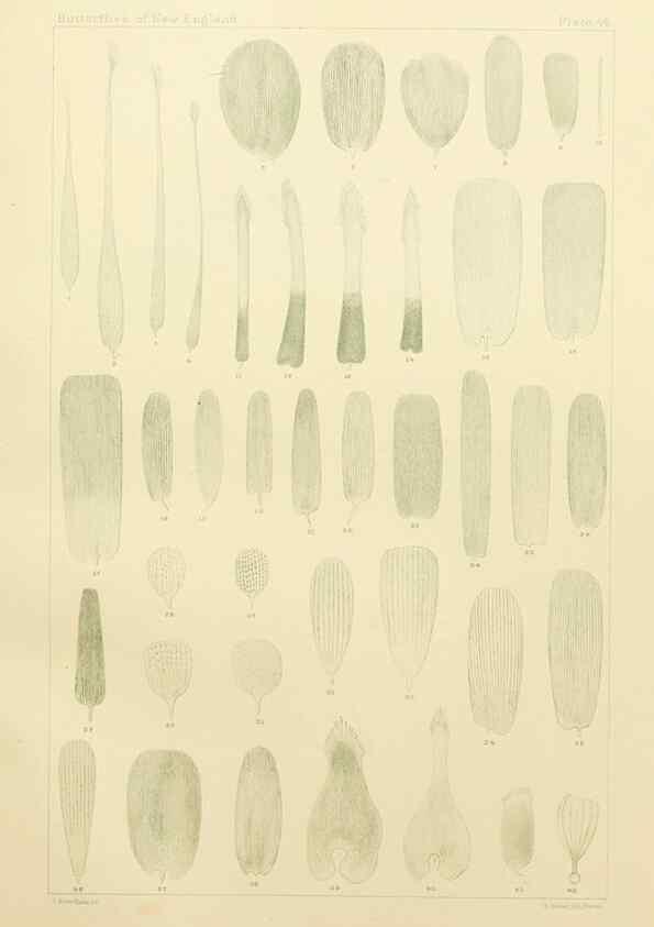 Reproducción/Reproduction 8252307571: The butterflies of the eastern United States and Canada :. Cambridge :The author,1889.