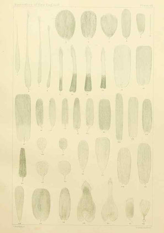 Reproducción/Reproduction 8252307571: The butterflies of the eastern United States and Canada :. Cambridge :The author,1889.