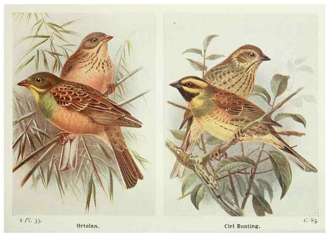 Reproducción/Reproduction 8264844056: The birds of the British Isles and their eggs.. London ;F. Warne,1919.