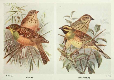 Reproducción/Reproduction 8264844056: The birds of the British Isles and their eggs.. London ;F. Warne,1919.