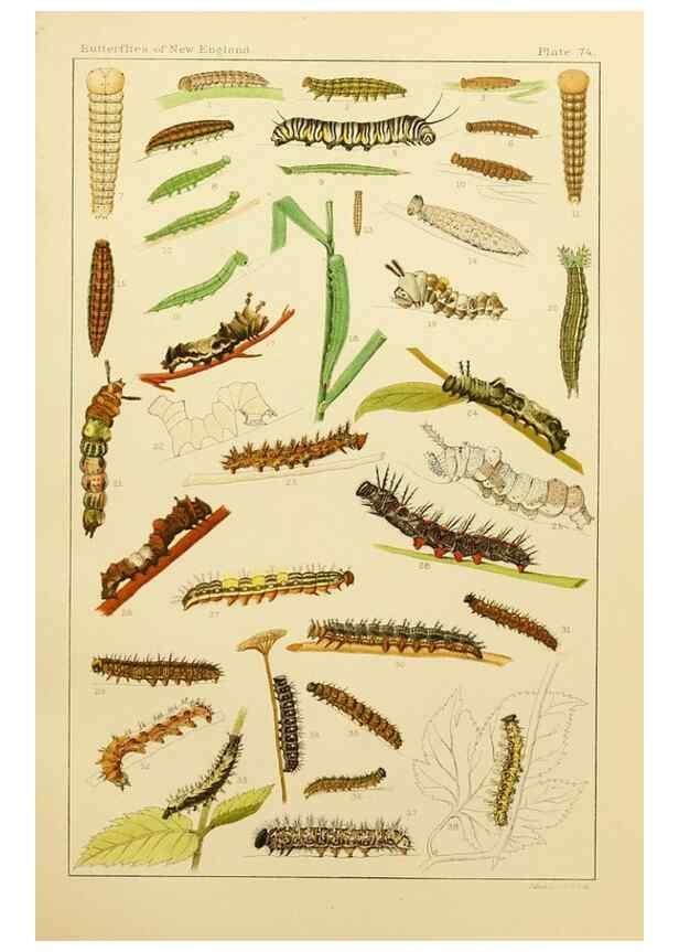 Reproducción/Reproduction 8252319527: The butterflies of the eastern United States and Canada :. Cambridge :The author,1889.