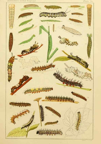 Reproducción/Reproduction 8252319527: The butterflies of the eastern United States and Canada :. Cambridge :The author,1889.