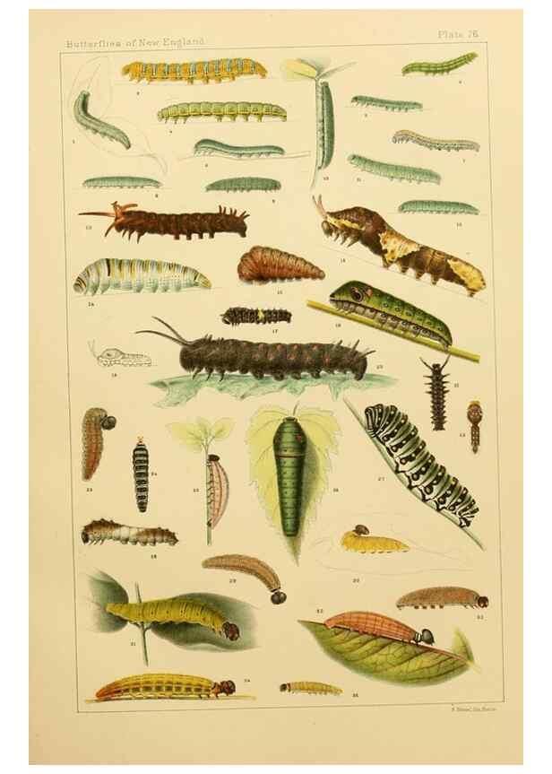Reproducción/Reproduction 8252320541: The butterflies of the eastern United States and Canada :. Cambridge :The author,1889.