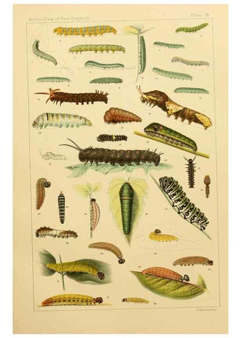 Reproducción/Reproduction 8252320541: The butterflies of the eastern United States and Canada :. Cambridge :The author,1889.
