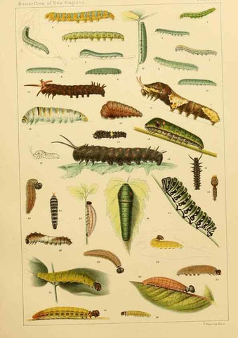 Reproducción/Reproduction 8252320541: The butterflies of the eastern United States and Canada :. Cambridge :The author,1889.
