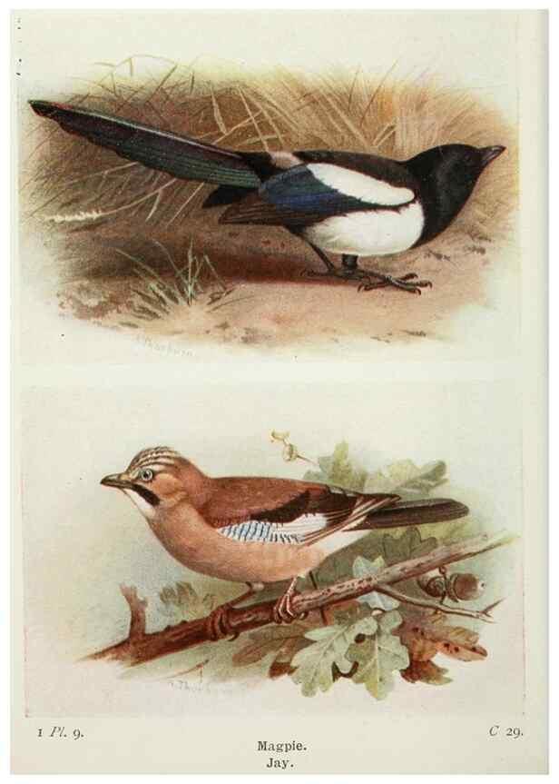 Reproducción/Reproduction 8263763261: The birds of the British Isles and their eggs.. London ;F. Warne,1919.