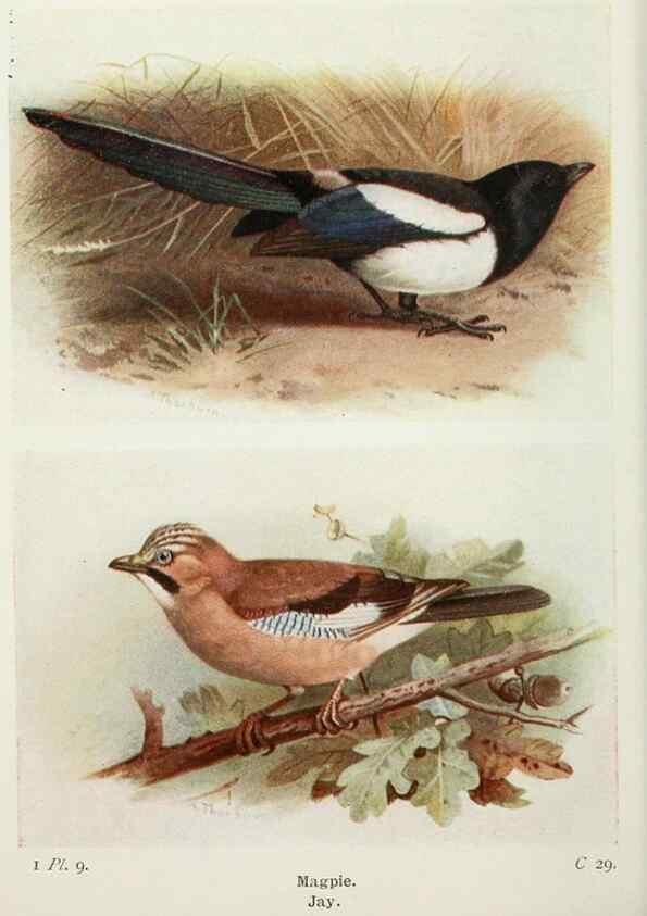 Reproducción/Reproduction 8263763261: The birds of the British Isles and their eggs.. London ;F. Warne,1919.