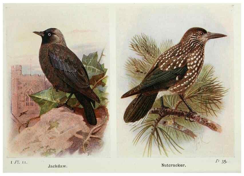 Reproducción/Reproduction 8263763875: The birds of the British Isles and their eggs.. London ;F. Warne,1919.