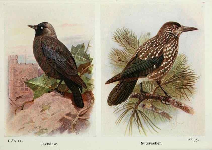 Reproducción/Reproduction 8263763875: The birds of the British Isles and their eggs.. London ;F. Warne,1919.