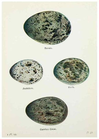 Reproducción/Reproduction 8264832802: The birds of the British Isles and their eggs.. London ;F. Warne,1919.