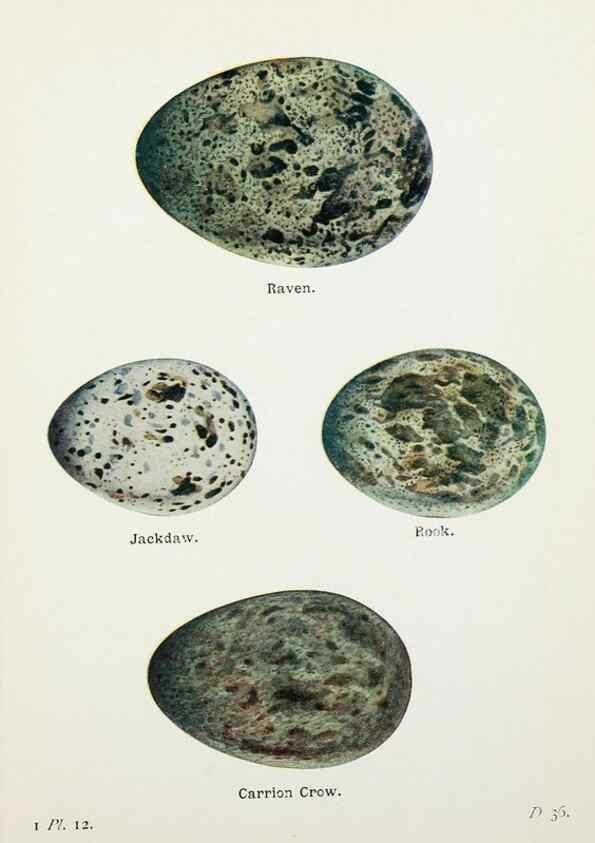 Reproducción/Reproduction 8264832802: The birds of the British Isles and their eggs.. London ;F. Warne,1919.