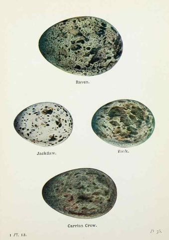 Reproducción/Reproduction 8264832802: The birds of the British Isles and their eggs.. London ;F. Warne,1919.