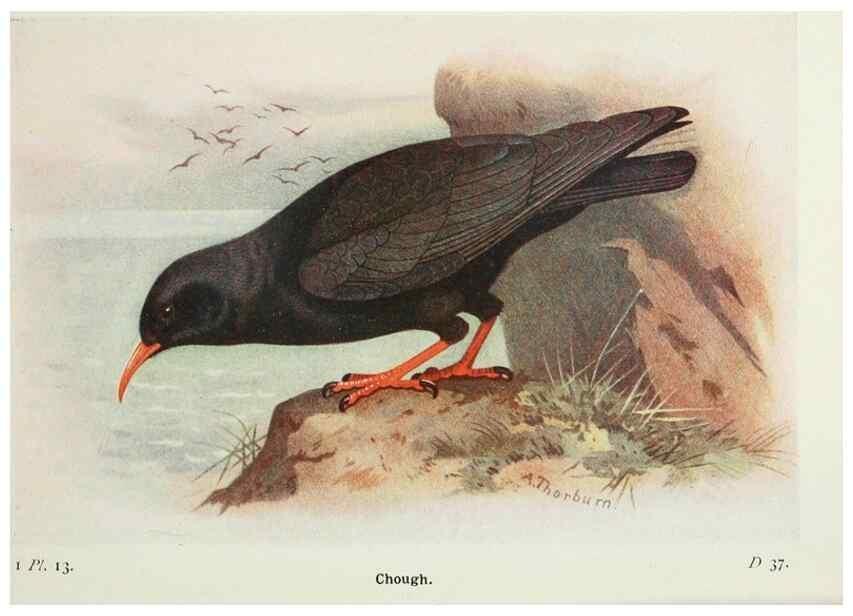 Reproducción/Reproduction 8263765627: The birds of the British Isles and their eggs.. London ;F. Warne,1919.